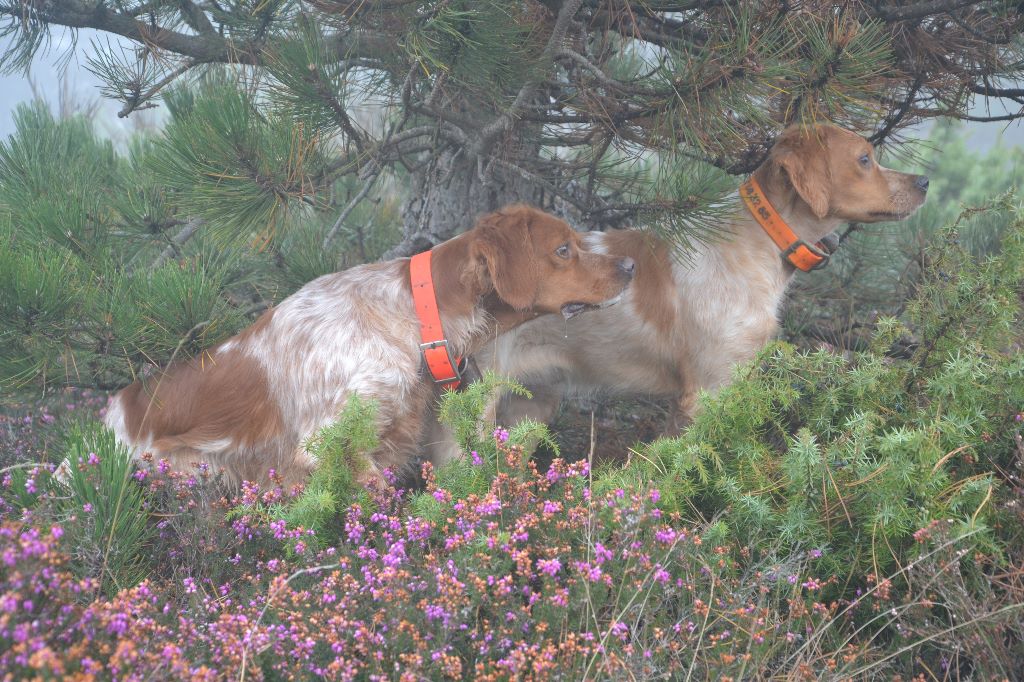 des plaines de septimanie - Journée Chasse avec Jazz,Ivens,Lorka ,Laika des Plaines de Septimanie