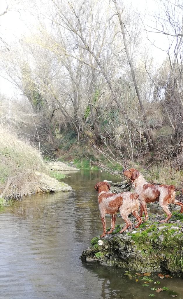 des plaines de septimanie - Real et Reins des Plaines de Septimanie