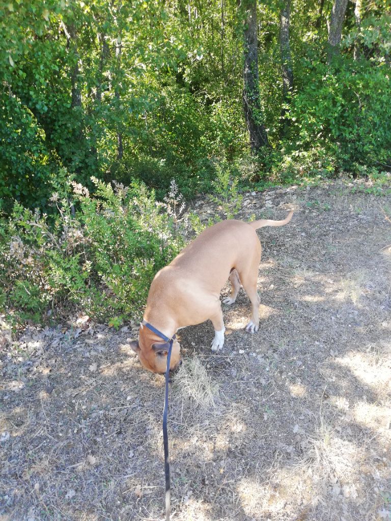 des plaines de septimanie - PENSION CANINE