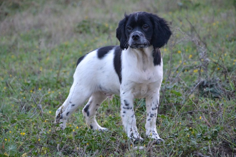 Chiot Elevage d Epagneul Breton DES PLAINES DE SEPTIMANIE