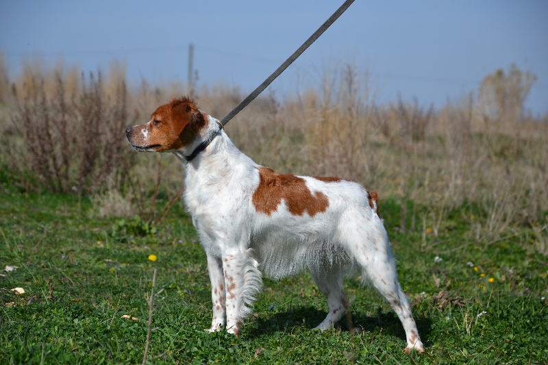 Gloria des plaines de septimanie