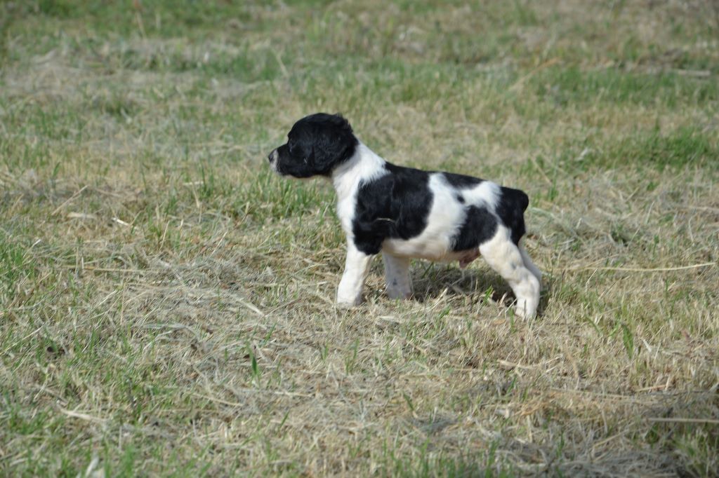 des plaines de septimanie - Epagneul Breton - Portée née le 11/05/2020