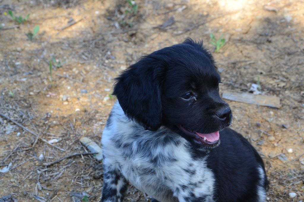 des plaines de septimanie - Epagneul Breton - Portée née le 07/04/2020