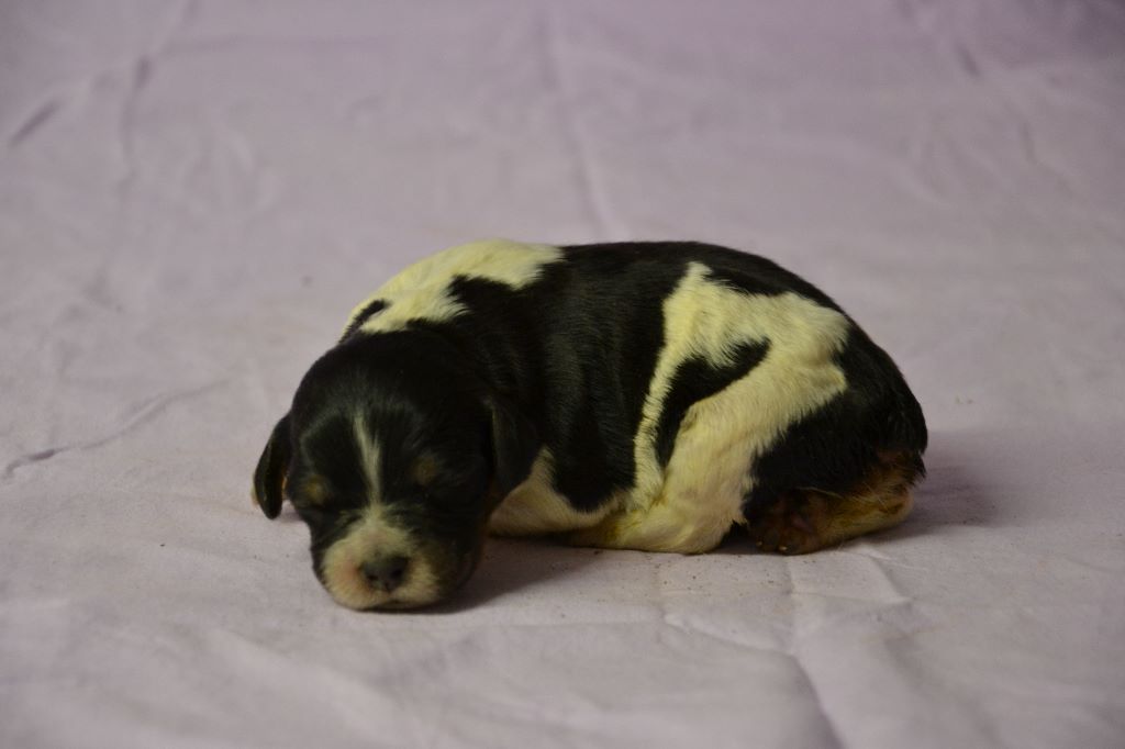 des plaines de septimanie - Epagneul Breton - Portée née le 28/11/2020